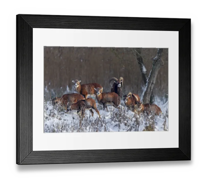 Framed Print : A herd of European mouflon (Ovis gmelini) in the last light of the winter sun