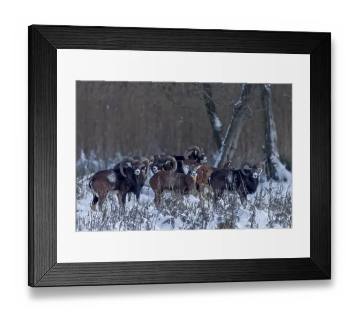 Framed Print : The pack of European mouflon (Ovis gmelini) has long since noticed me Framed Print : The pack of European mouflon (Ovis gmelini) has long since noticed me