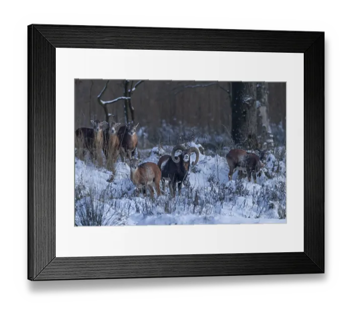 Framed Print : The mouflon ram (Ovis gmelini) shows keen interest in a female