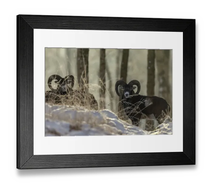 Framed Print : A group of mouflon rams (Ovis gmelini) in the winter forest Framed Print : A group of mouflon rams (Ovis gmelini) in the winter forest