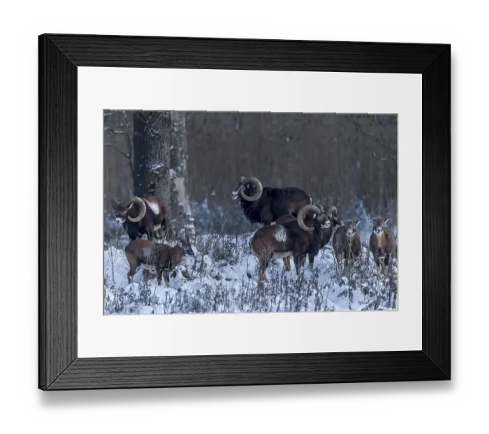 Framed Print : Attempts to sneak up on a herd of European mouflon (Ovis gmelini) almost always fail