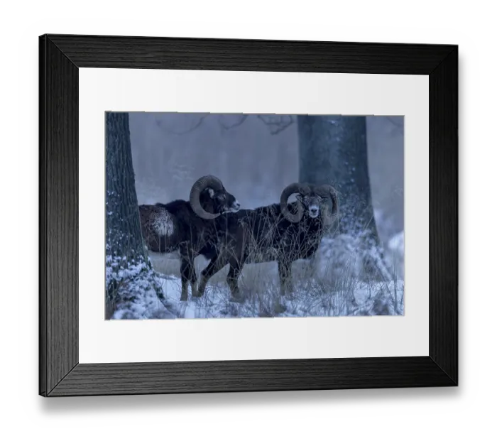 Framed Print : Mouflon ram (Ovis gmelini) in the late evening in the winter forest