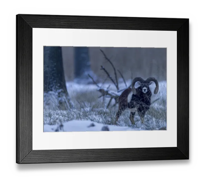 Framed Print : A mouflon ram (Ovis gmelini) in the late evening in the winter forest Framed Print : A mouflon ram (Ovis gmelini) in the late evening in the winter forest