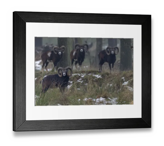 Framed Print : A group of European mouflon rams (Ovis gmelini) on a cloudy winter day