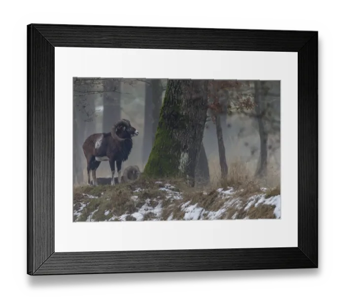 Framed Print : A European mouflon ram (Ovis gmelini) on a cloudy winter day Framed Print : A European mouflon ram (Ovis gmelini) on a cloudy winter day