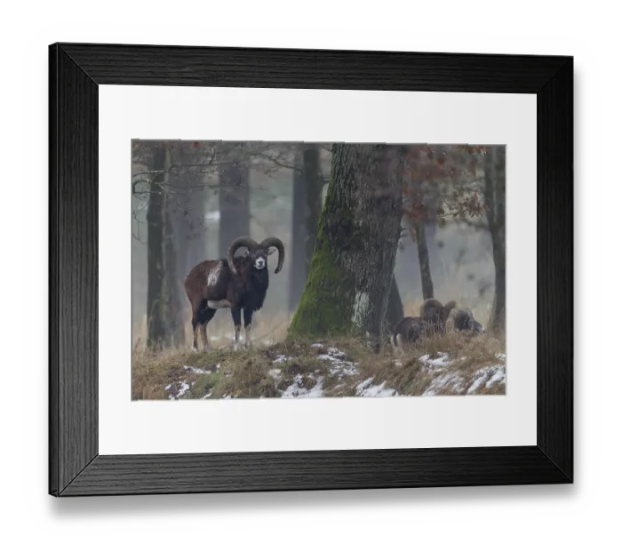 Framed Print : While a mouflon ram (Ovis gmelini) looks at me Framed Print : While a mouflon ram (Ovis gmelini) looks at me
