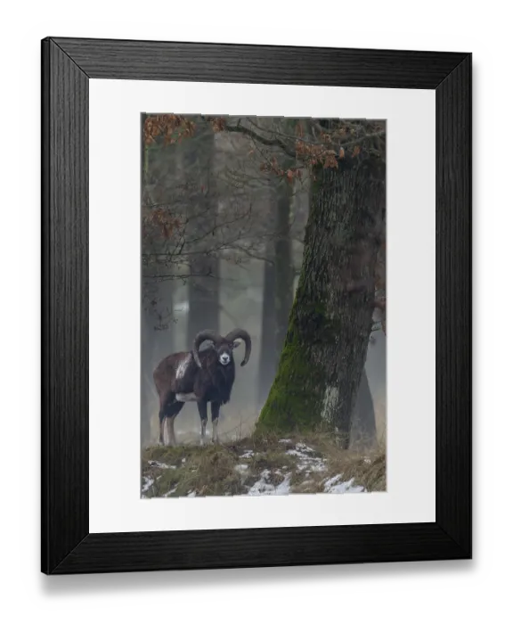 Framed Print : Mouflon ram (Ovis gmelini) next to a beautiful old oak tree