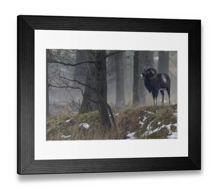 Framed Print : A few minutes ago, this mouflon ram (Ovis gmelini) was still a member of a small group Framed Print : A few minutes ago, this mouflon ram (Ovis gmelini) was still a member of a small group