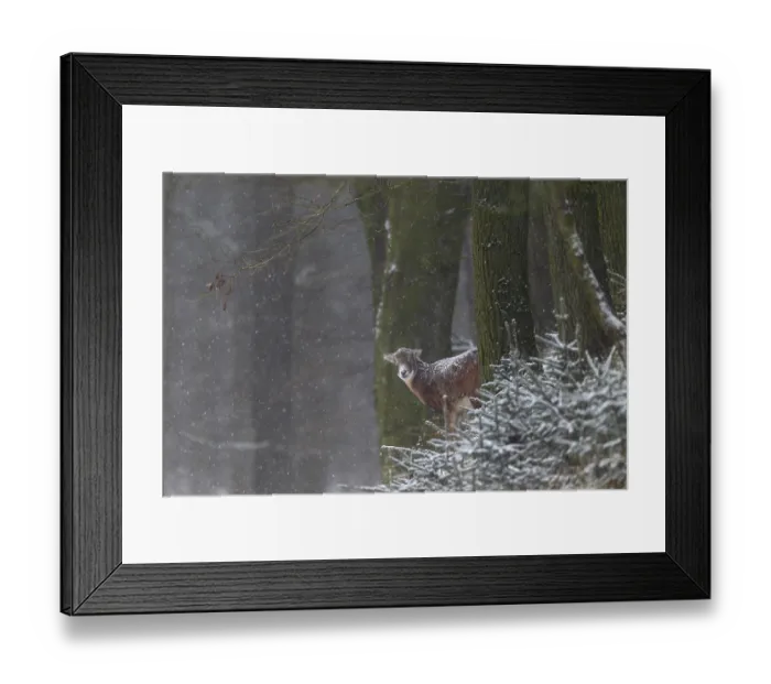 Framed Print : A female mouflon (Ovis gmelini) while it is snowing Framed Print : A female mouflon (Ovis gmelini) while it is snowing