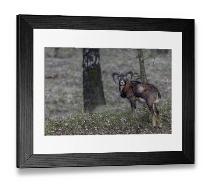 Framed Print : Young mouflon ram (Ovis gmelini) in April with visible metabolic problem