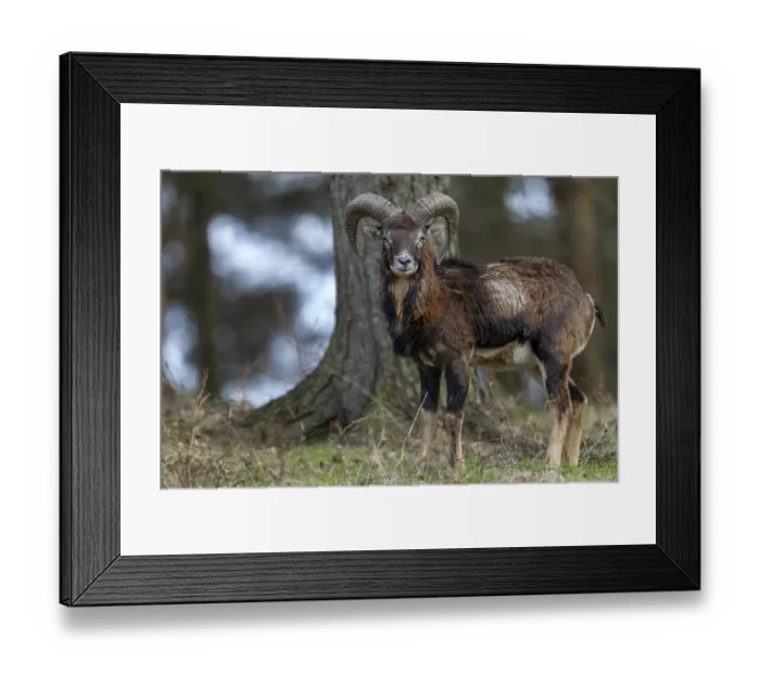 Framed Print : A young mouflon ram (Ovis gmelini) curiously observes the photographer