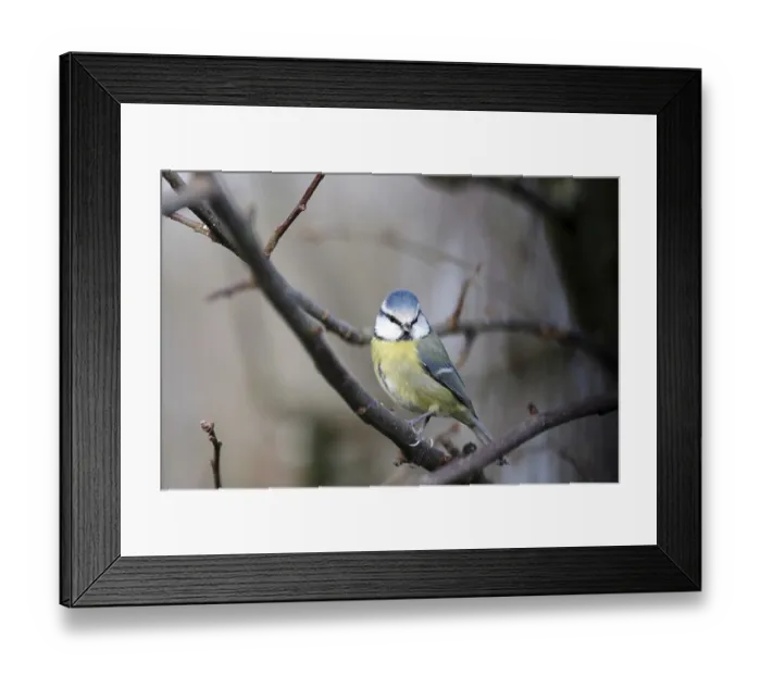 Framed Print : Blue tit (Cyanistes caeruleus)