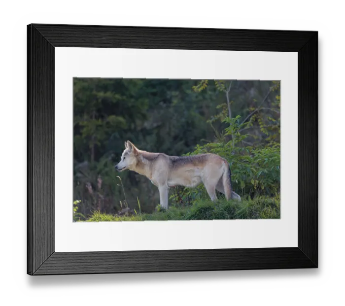 Framed Print : A timber wolf (Canis lupus lycaon) stands in backlight on a sunny day in green vegetation in a clearing Framed Print : A timber wolf (Canis lupus lycaon) stands in backlight on a sunny day in green vegetation in a clearing