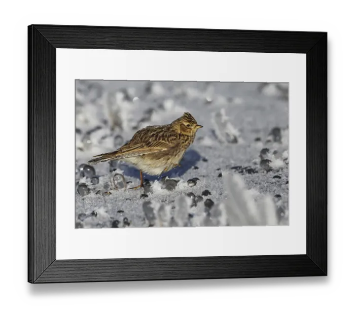 Framed Print : Skylark, Alauda arvensis, standing in a meadow in ice crystal