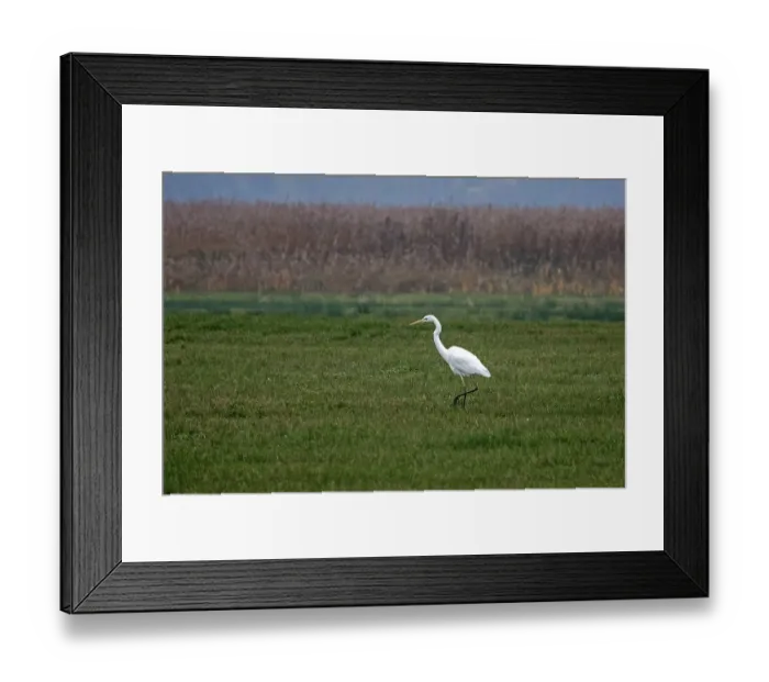 Framed Print : Great White Egret (Ardea alba) in a field