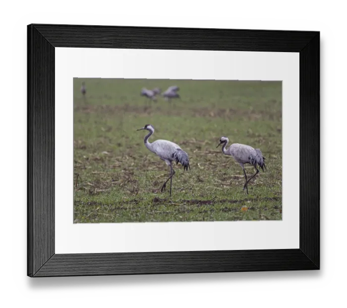 Framed Print : Two cranes (Grus grus) in a field