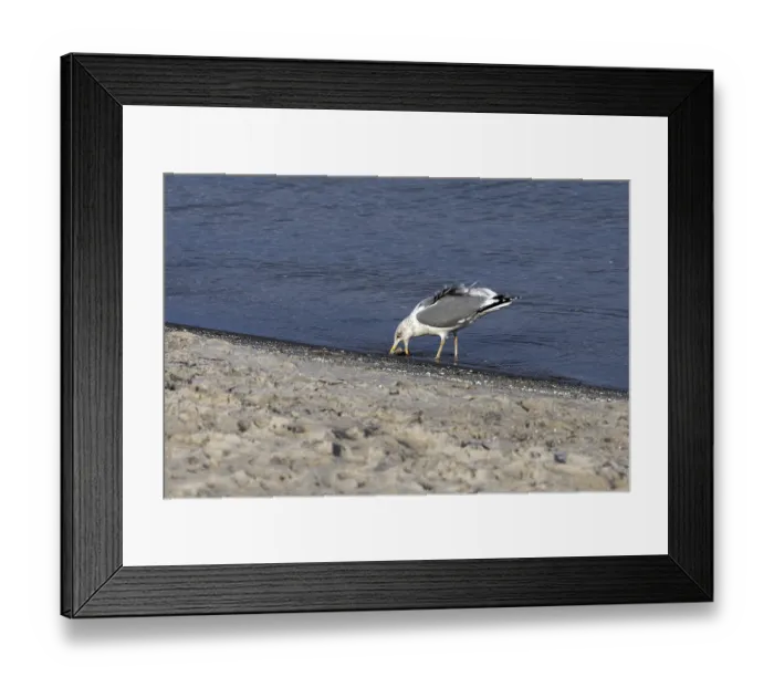 Framed Print : Seagull (Larinae) on the beach