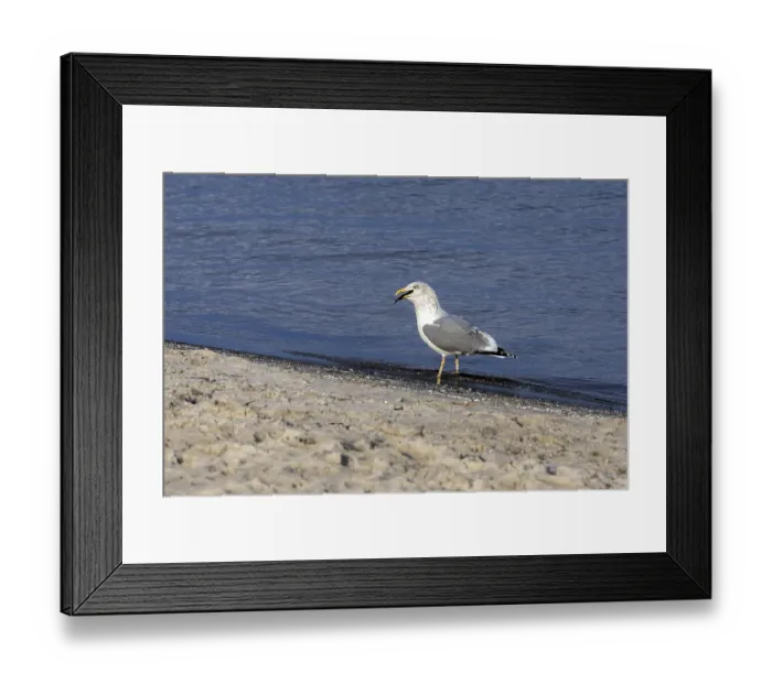 Framed Print : Seagull (Larinae) on the beach Framed Print : Seagull (Larinae) on the beach