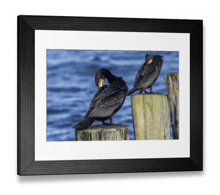 Framed Print : Cormorants (Phalacrocorax carbo) sitting on groynes