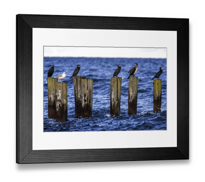 Framed Print : Cormorants (Phalacrocorax carbo) sitting on groynes