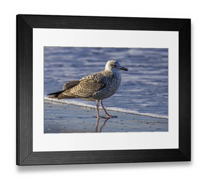 Framed Print : Herring Gull (Larus argentatus)