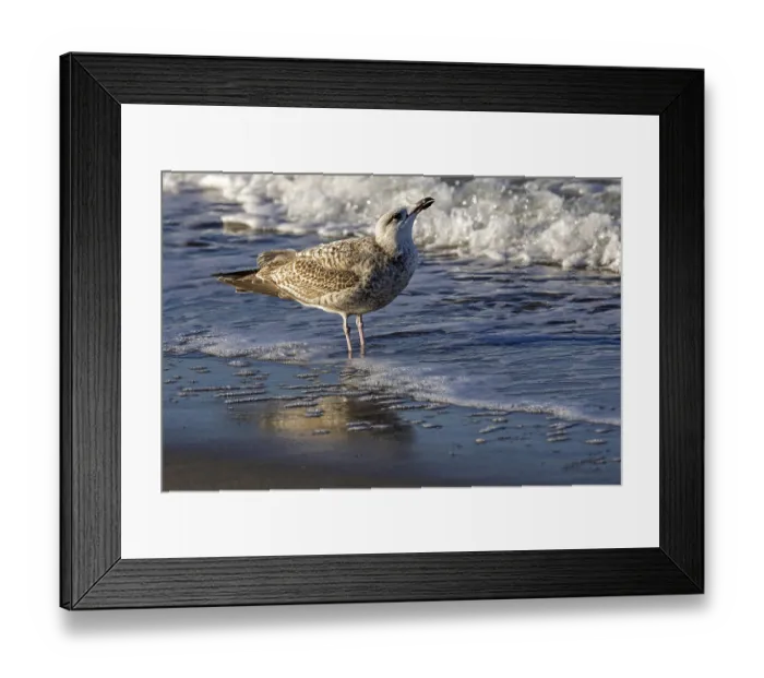 Framed Print : Herring Gull (Larus argentatus)