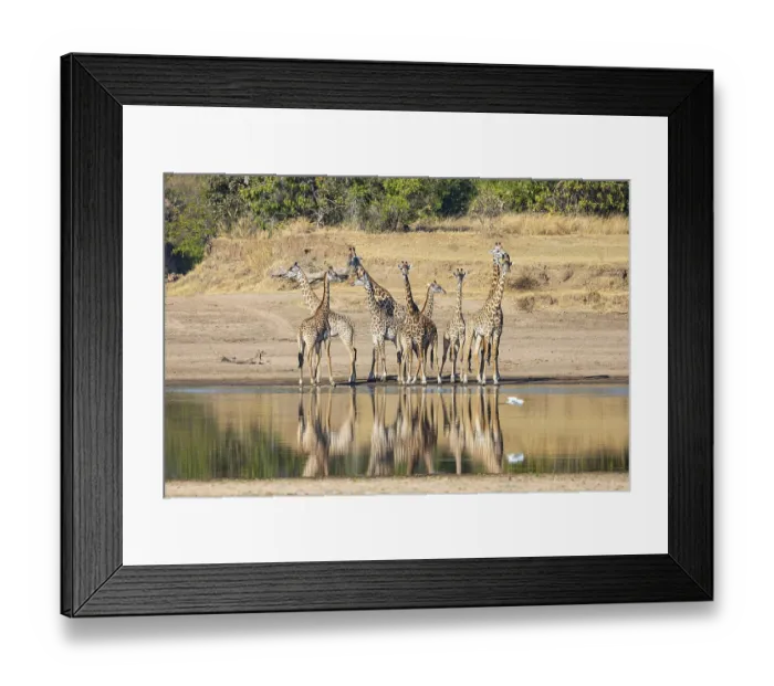 Framed Print : Thornicroft's Giraffe (Giraffa camelopardalis thornicrofti) Framed Print : Thornicroft's Giraffe (Giraffa camelopardalis thornicrofti)