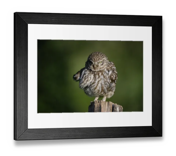 Framed Print : Little owl (Athene noctua) on fence post