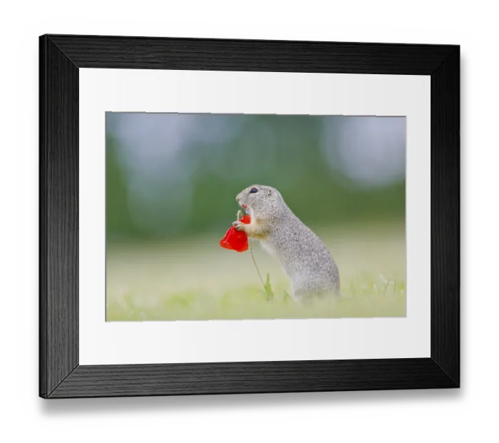Framed Print : European ground squirrel (Spermophilus citellus) with poppy (Papaver rhoeas) Weinviertel