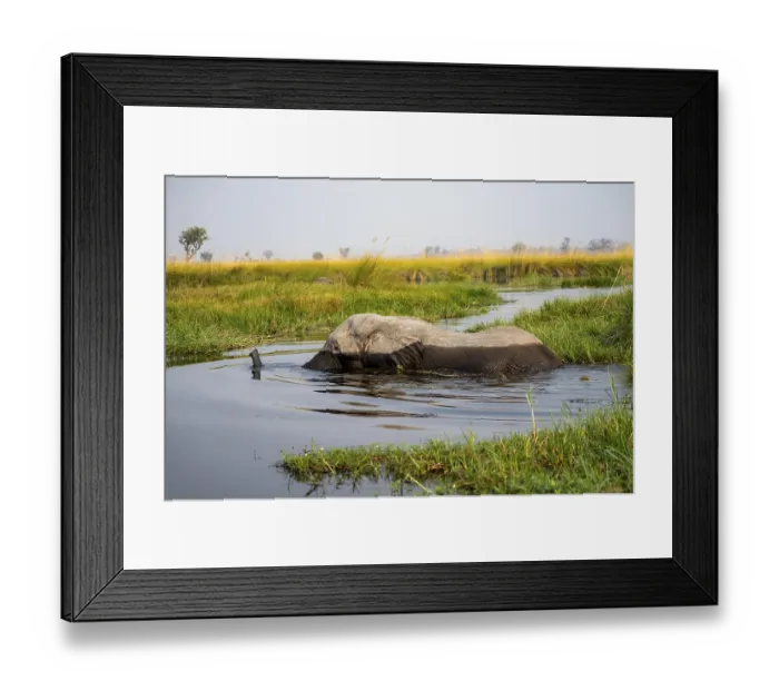 Framed Print : African elephant (Loxodonta africana) swimming in the swamp