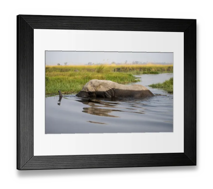 Framed Print : African elephant (Loxodonta africana) swimming in the swamp