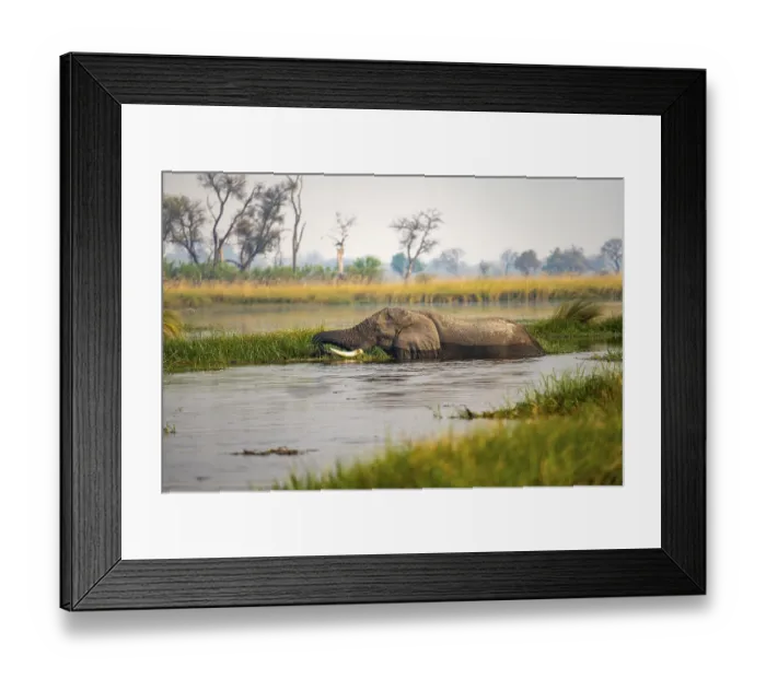 Framed Print : African elephant (Loxodonta africana) swimming in the swamp
