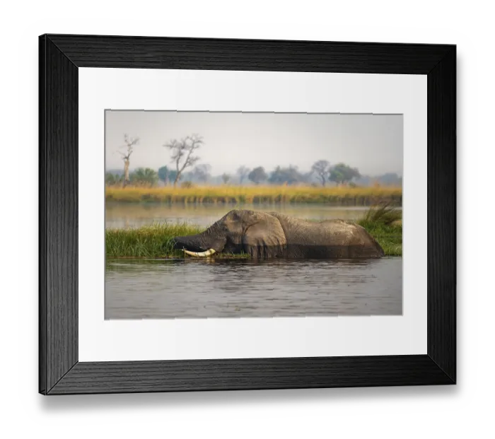 Framed Print : African elephant (Loxodonta africana) swimming in the swamp Framed Print : African elephant (Loxodonta africana) swimming in the swamp