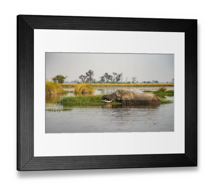 Framed Print : African elephant (Loxodonta africana) swimming in the swamp