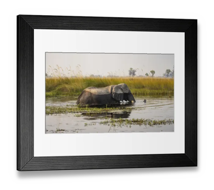Framed Print : African elephant (Loxodonta africana) swimming in the swamp Framed Print : African elephant (Loxodonta africana) swimming in the swamp