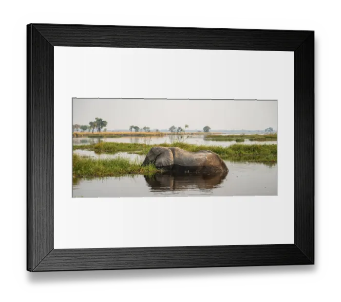 Framed Print : African elephant (Loxodonta africana) grazing in the swamp Framed Print : African elephant (Loxodonta africana) grazing in the swamp