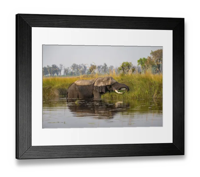 Framed Print : African elephant (Loxodonta africana) grazing in the swamp