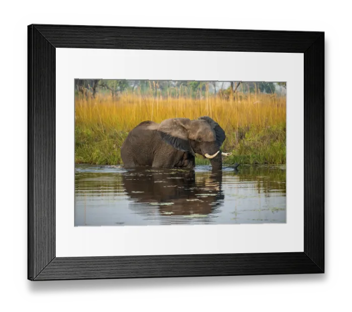 Framed Print : African elephant (Loxodonta africana) in the swamp Framed Print : African elephant (Loxodonta africana) in the swamp