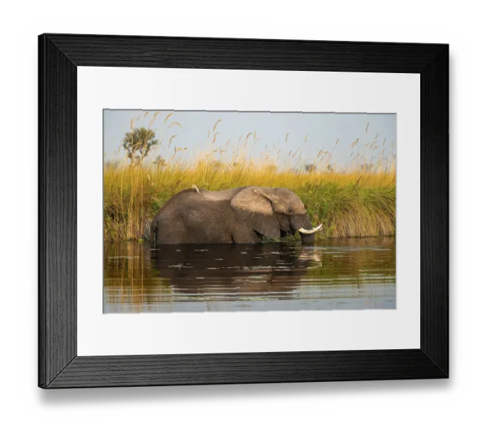 Framed Print : African elephant (Loxodonta africana) in the swamp