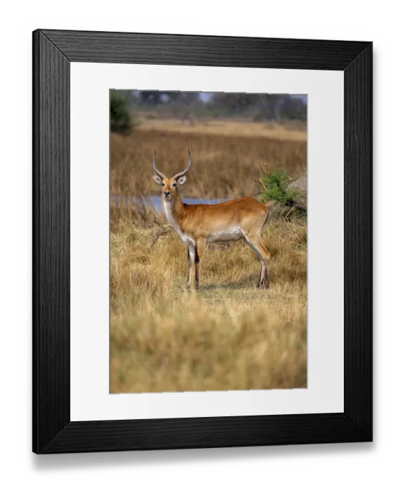 Framed Print : Letschwe or lychee moor antelope (Kobus leche)