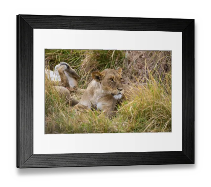 Framed Print : Lioness (Panthera leo) lying in the grass