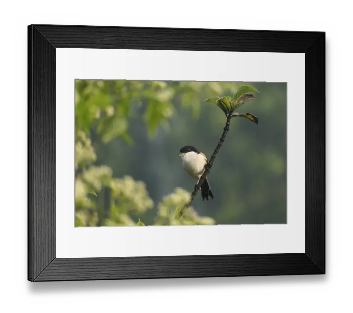 Framed Print : A long-tailed shrike or rufous-backed shrike (Lanius schach) sits on a tree branch