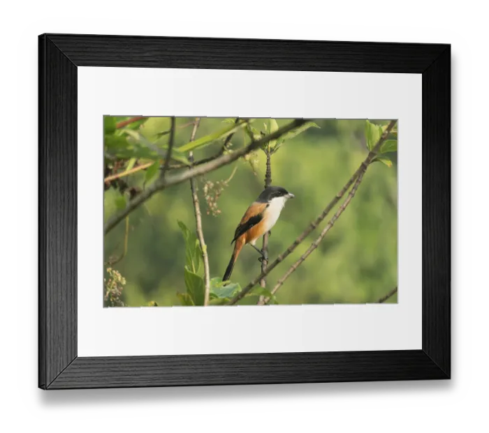 Framed Print : A long-tailed shrike or rufous-backed shrike (Lanius schach) sits on a tree branch