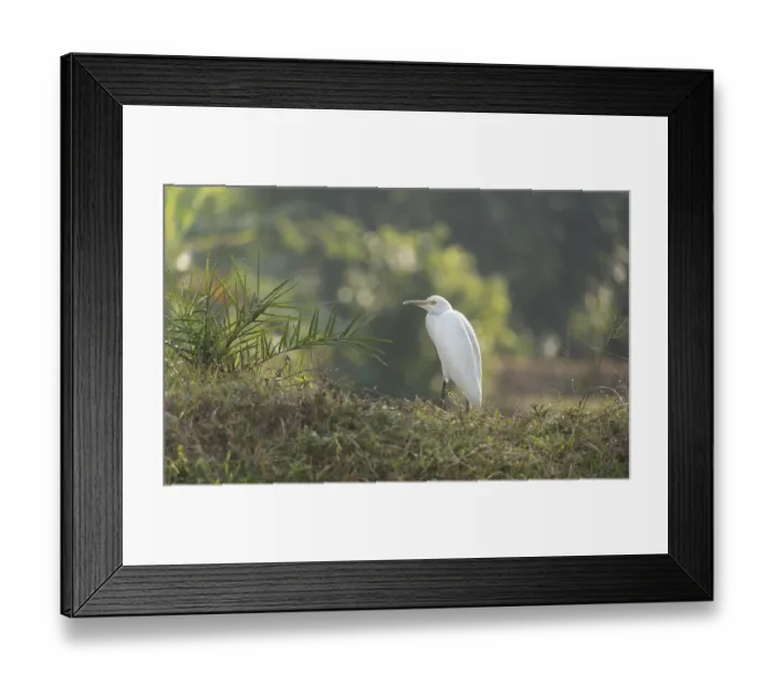 Framed Print : A Cattle Egret (Bubulcus ibis)