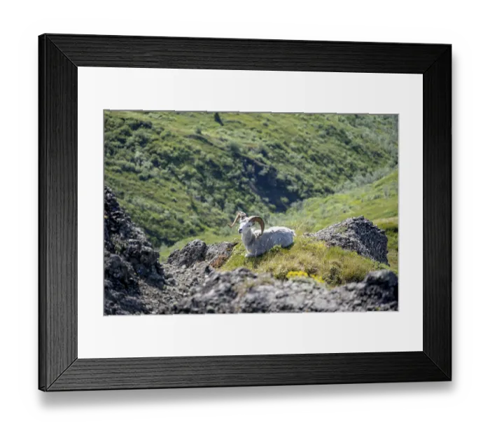 Framed Print : Dall sheep or Alaskan snow sheep (Ovis dalli) sitting on a rocky outcrop in the mountains