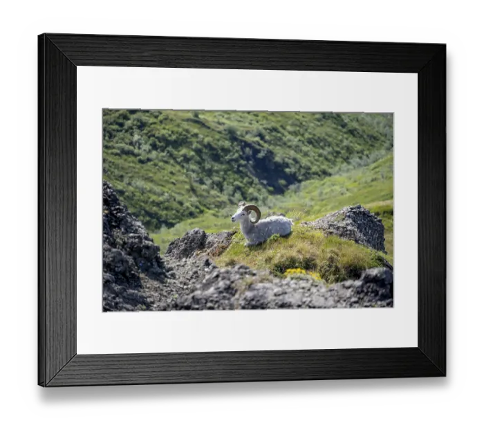 Framed Print : Dall sheep or Alaskan snow sheep (Ovis dalli) sitting on a rocky outcrop in the mountains