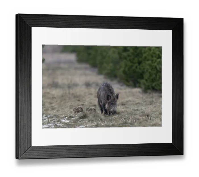 Framed Print : Wild boar (Sus scrofa) and young boar in a forest meadow