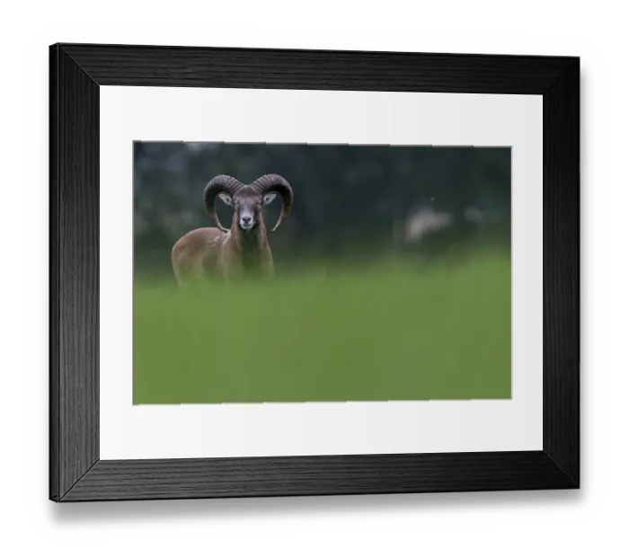 Framed Print : A young mouflon ram (Ovis gmelini) looks curiously over a hill Framed Print : A young mouflon ram (Ovis gmelini) looks curiously over a hill