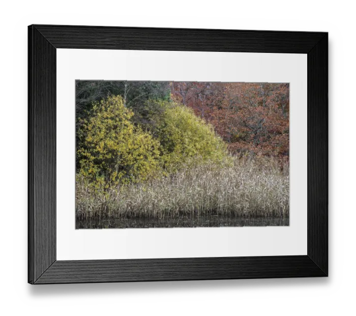 Framed Print : Autumn forest, autumnal trees, reeds Framed Print : Autumn forest, autumnal trees, reeds