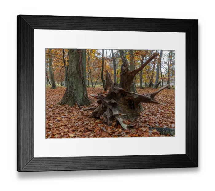 Framed Print : Autumn forest, autumn-colored trees